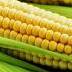 Corn Investing