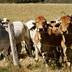 Feeder Cattle
 Investing