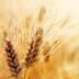 Wheat Investing